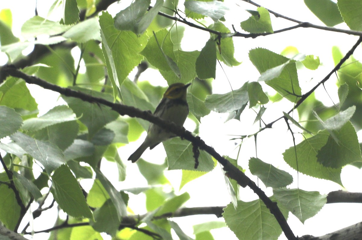 Black-throated Green Warbler - "Chia" Cory Chiappone ⚡️