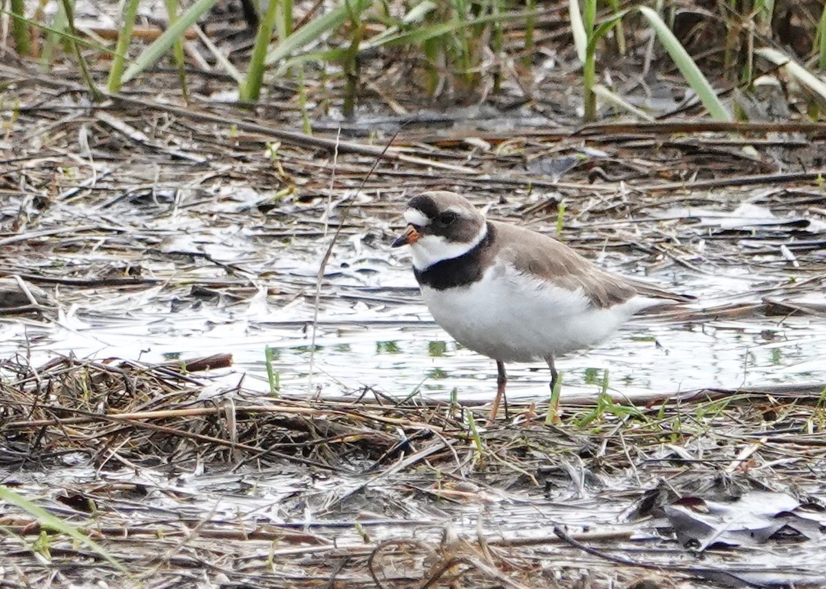 Semipalmated Plover - ML619200659