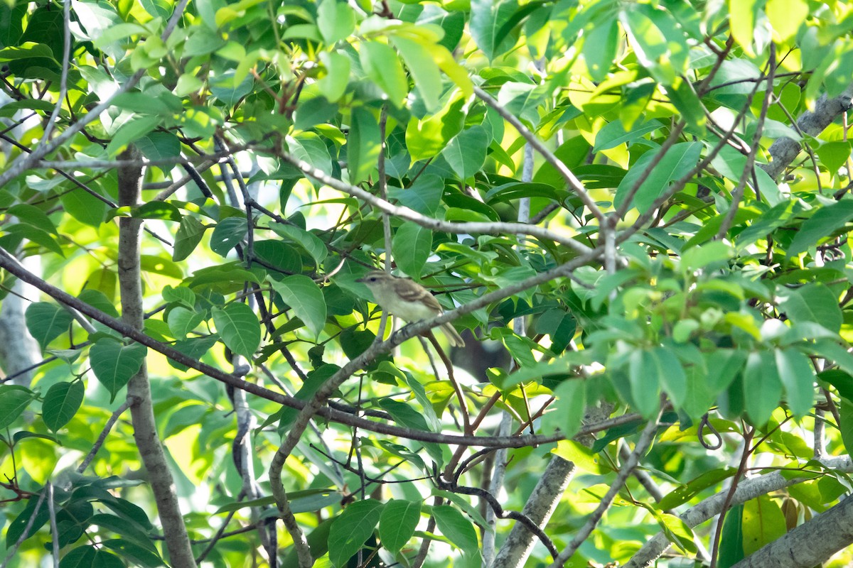 Northern Mouse-colored Tyrannulet - Steven Rodríguez