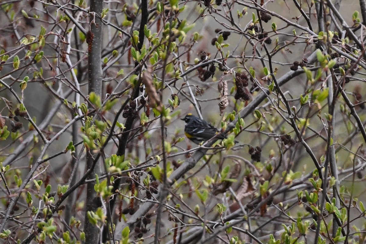 Yellow-rumped Warbler - Alex Plamondon