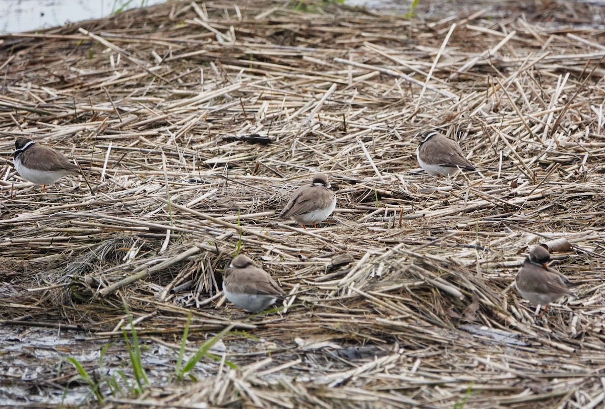 Semipalmated Plover - ML619200673