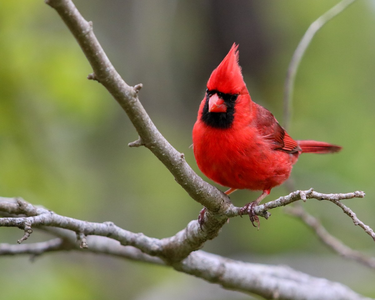 Northern Cardinal - Tom Fesolowich