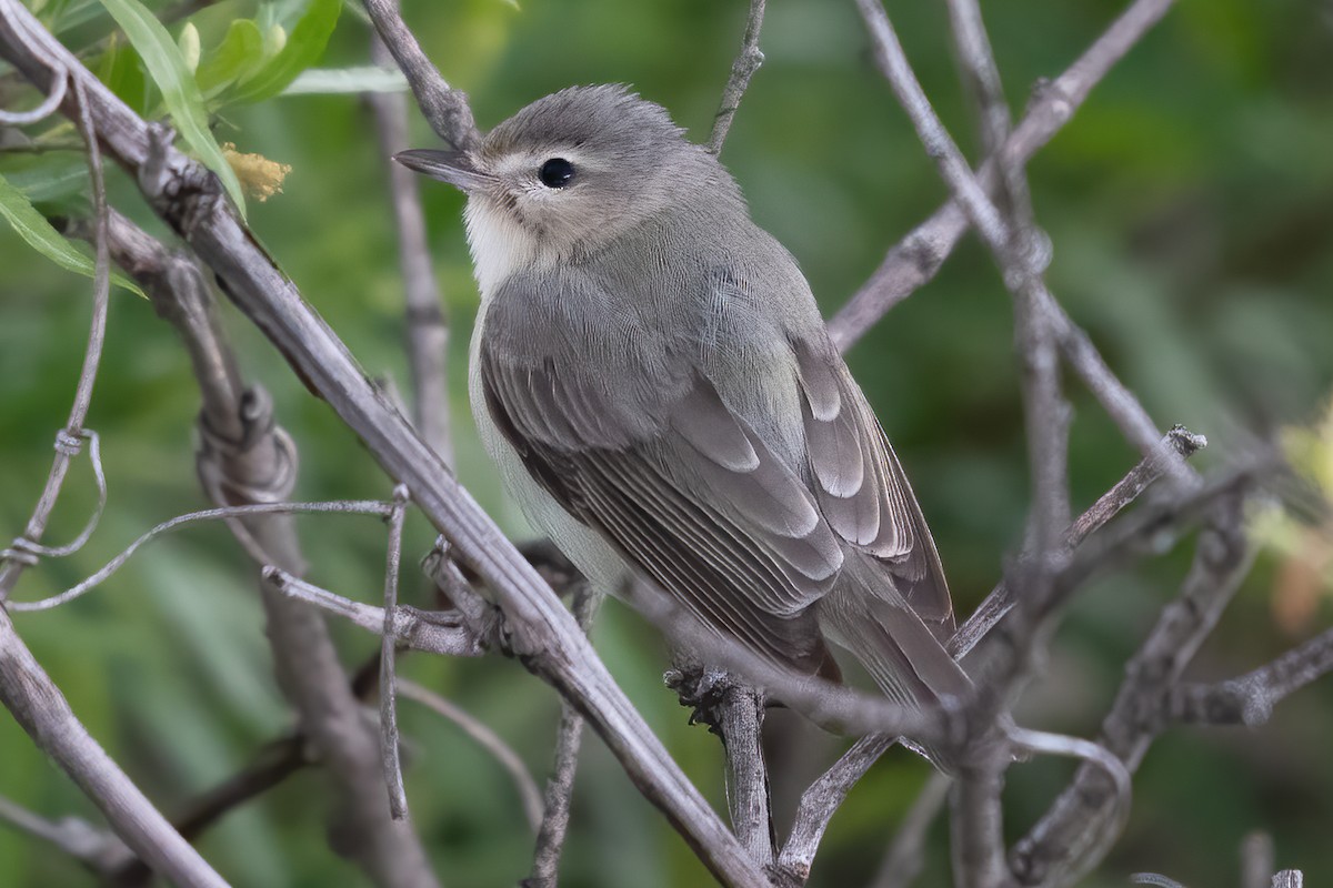 Warbling Vireo - Allen Chartier