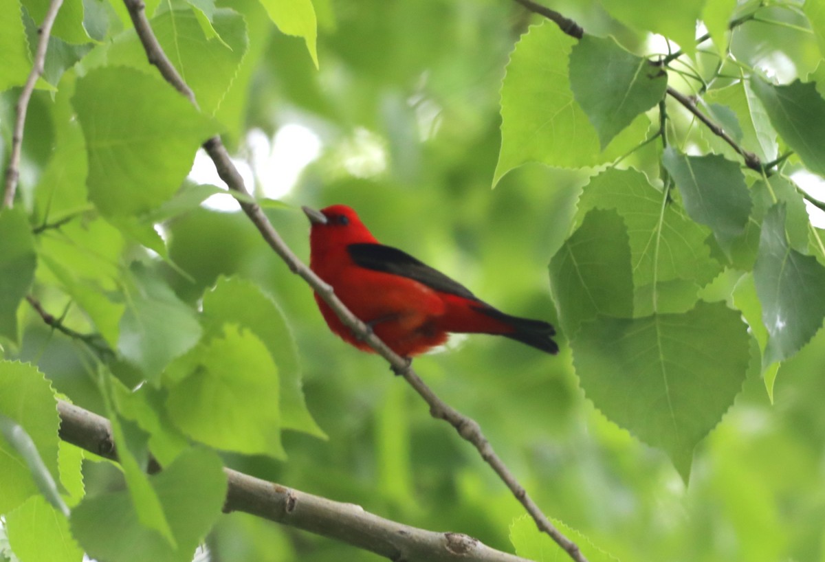 Scarlet Tanager - "Chia" Cory Chiappone ⚡️