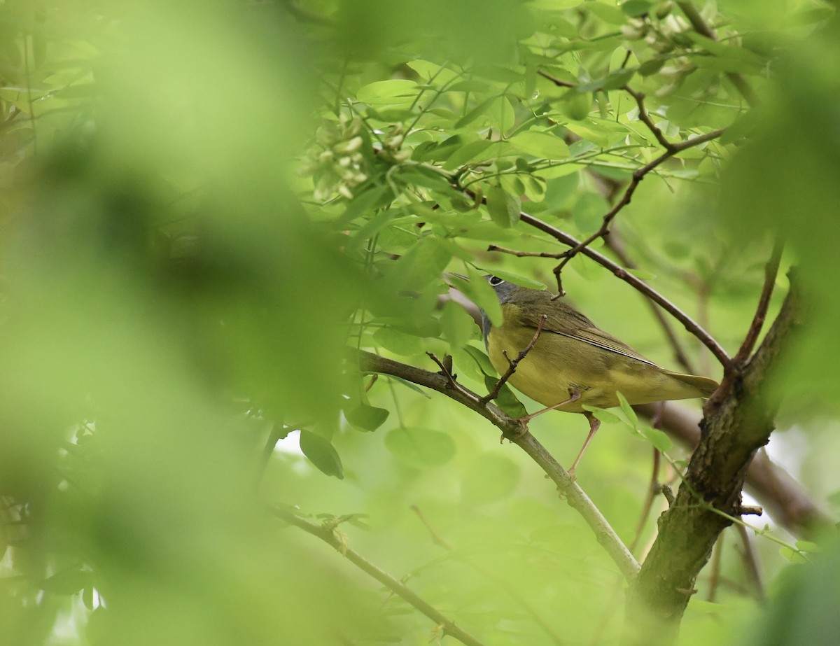 Connecticut Warbler - jen brumfield