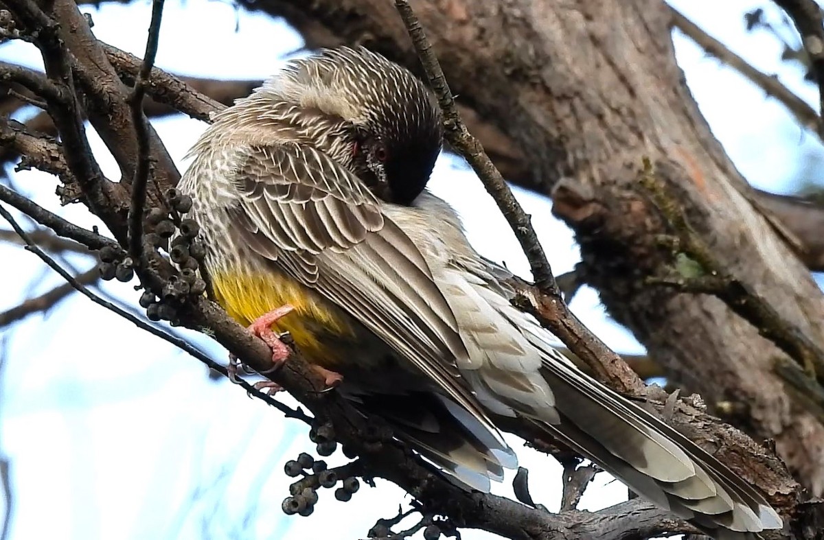 Red Wattlebird - Thalia and Darren Broughton