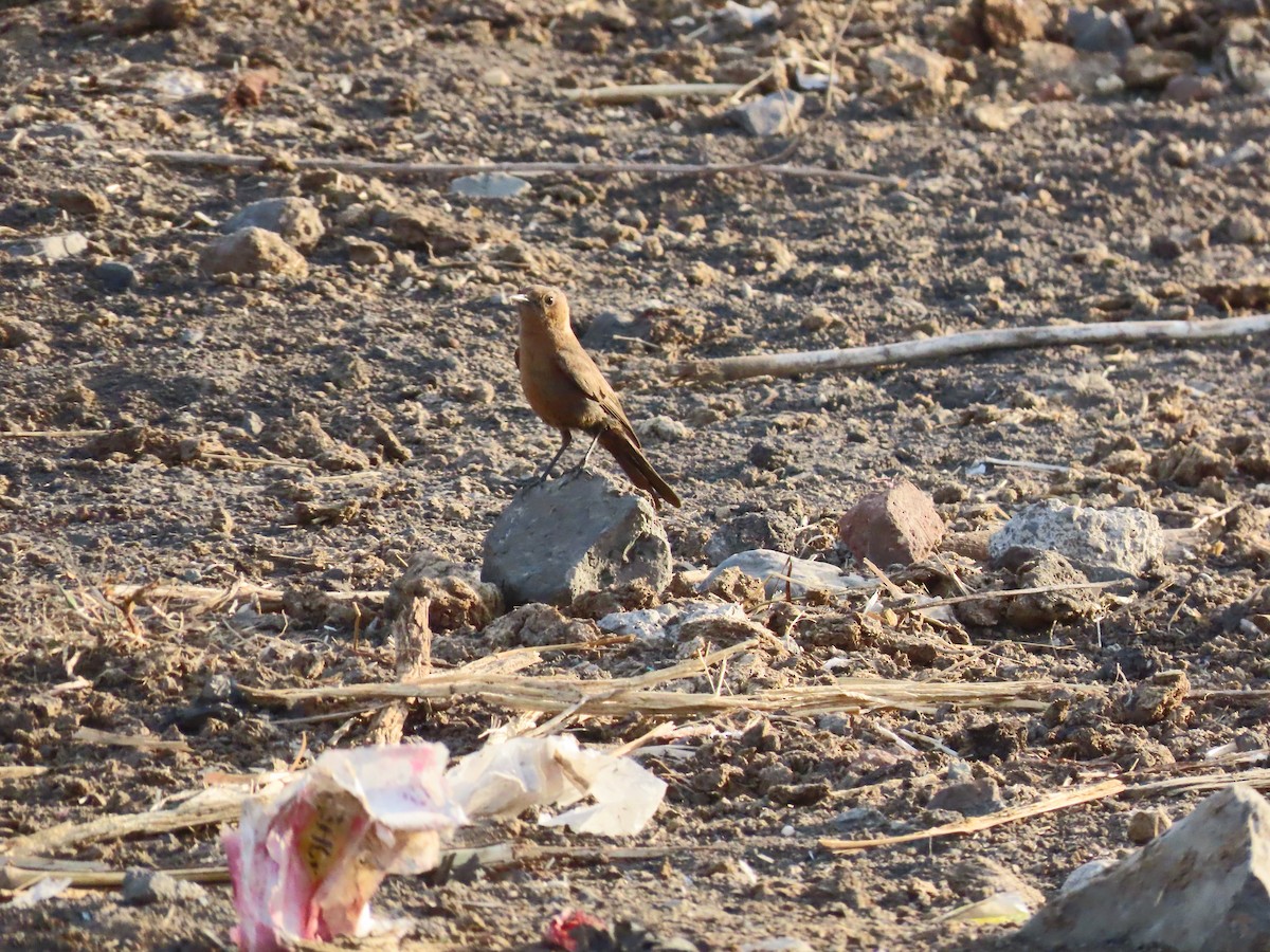 Brown Rock Chat - ML619200742