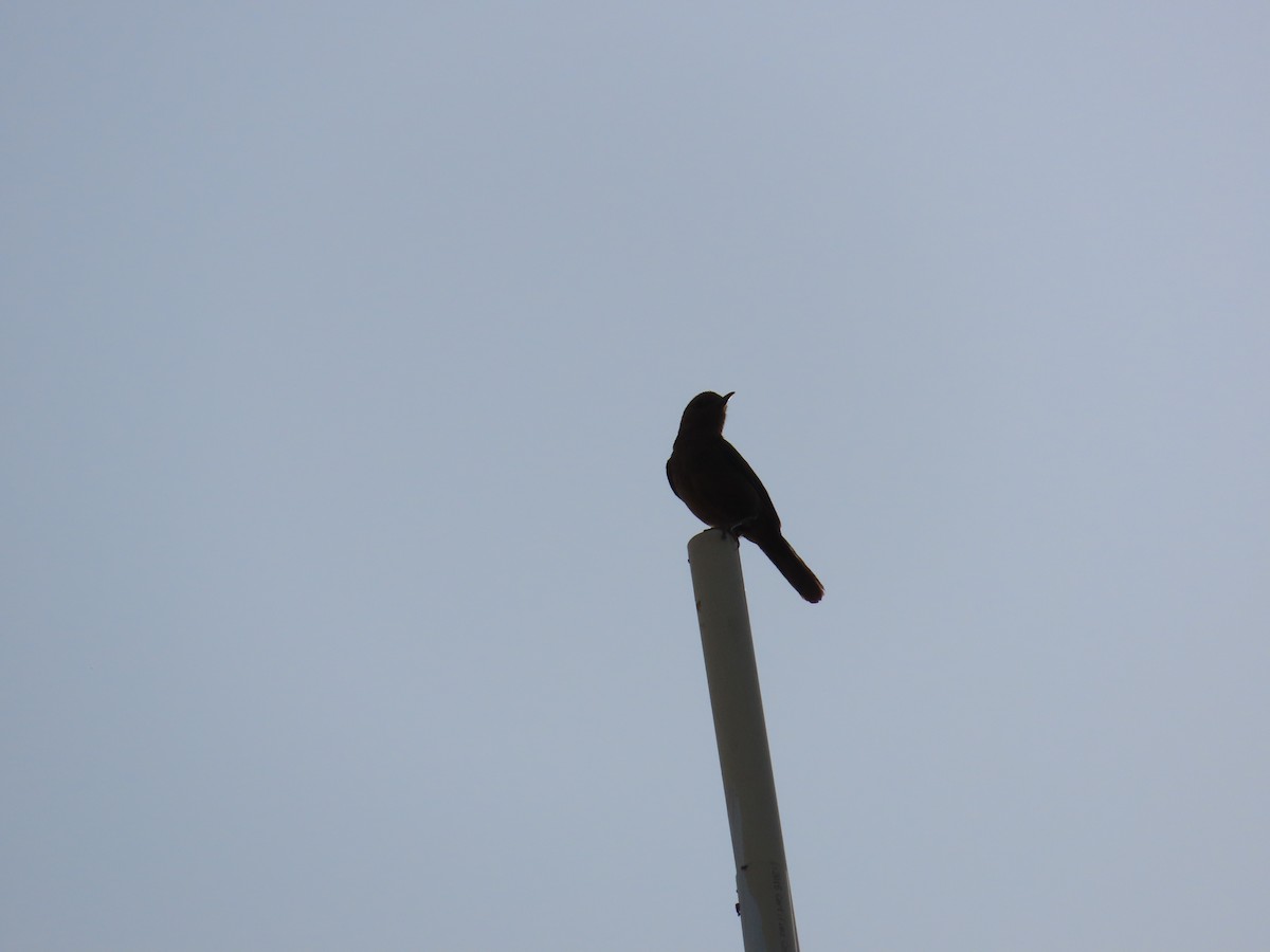 Brown Rock Chat - Shilpa Gadgil