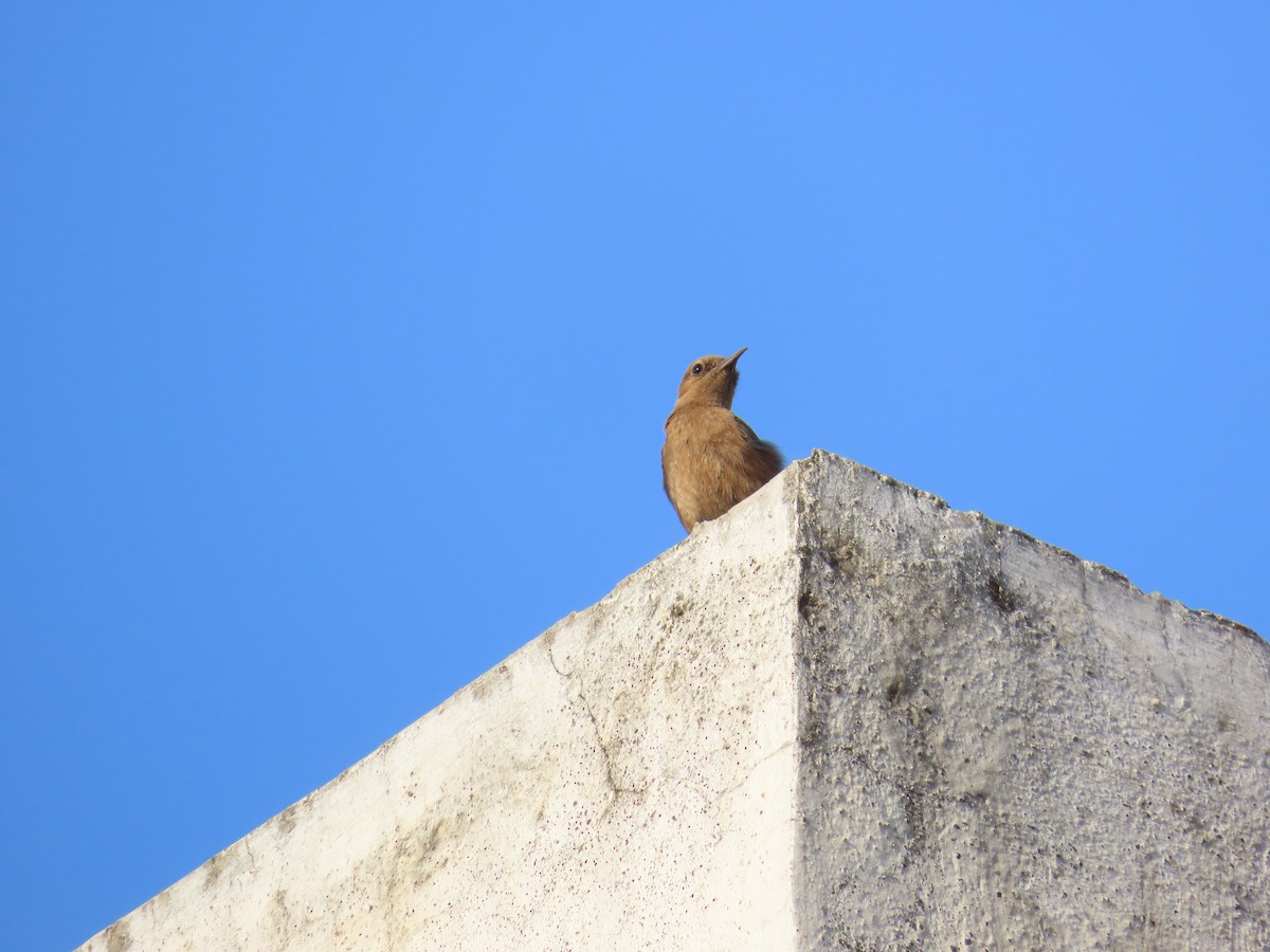 Brown Rock Chat - ML619200749