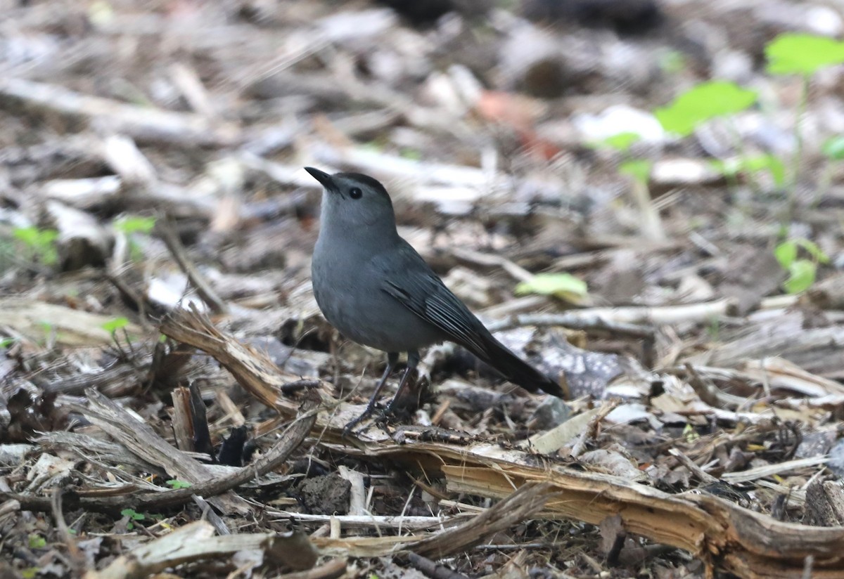 Gray Catbird - "Chia" Cory Chiappone ⚡️