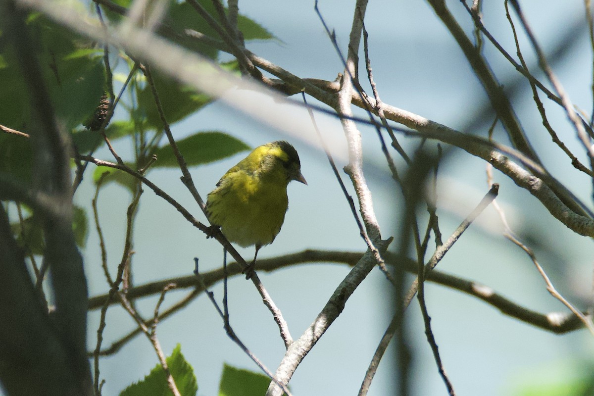 Eurasian Siskin - Fran Kim