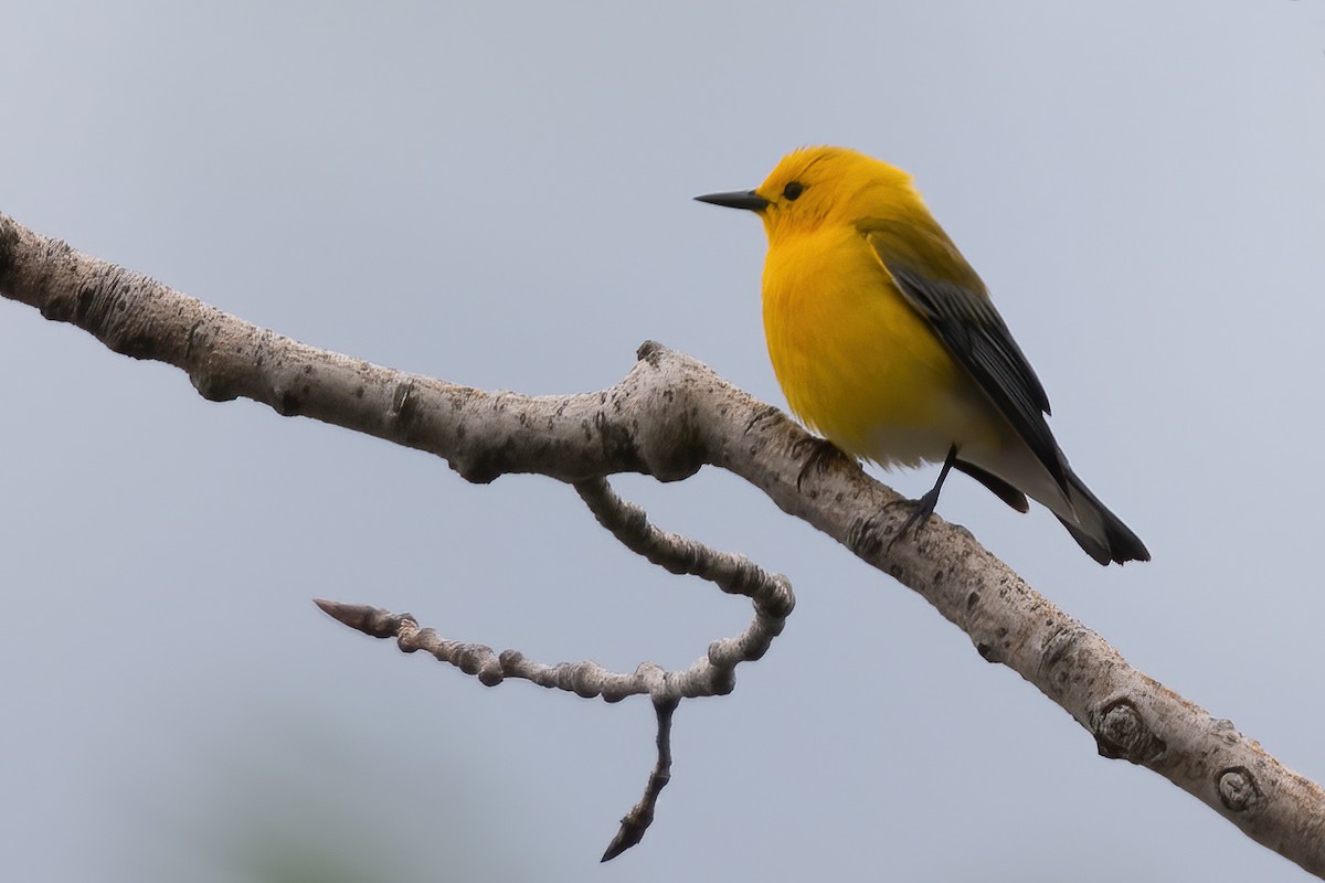 Prothonotary Warbler - Allen Chartier