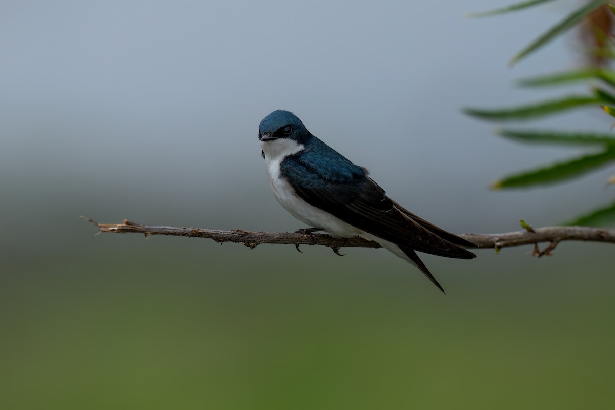 Tree Swallow - David Ornellas