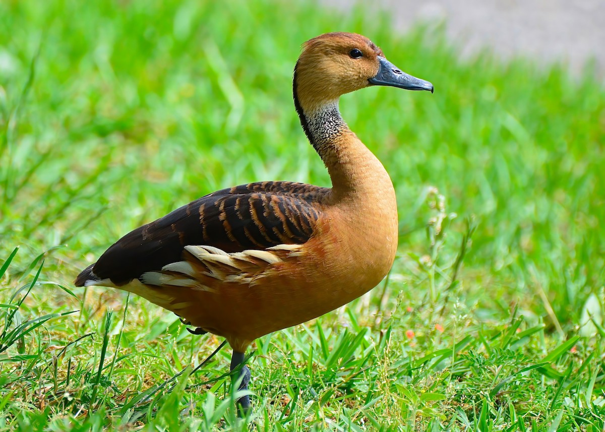 Fulvous Whistling-Duck - Connor Gardner