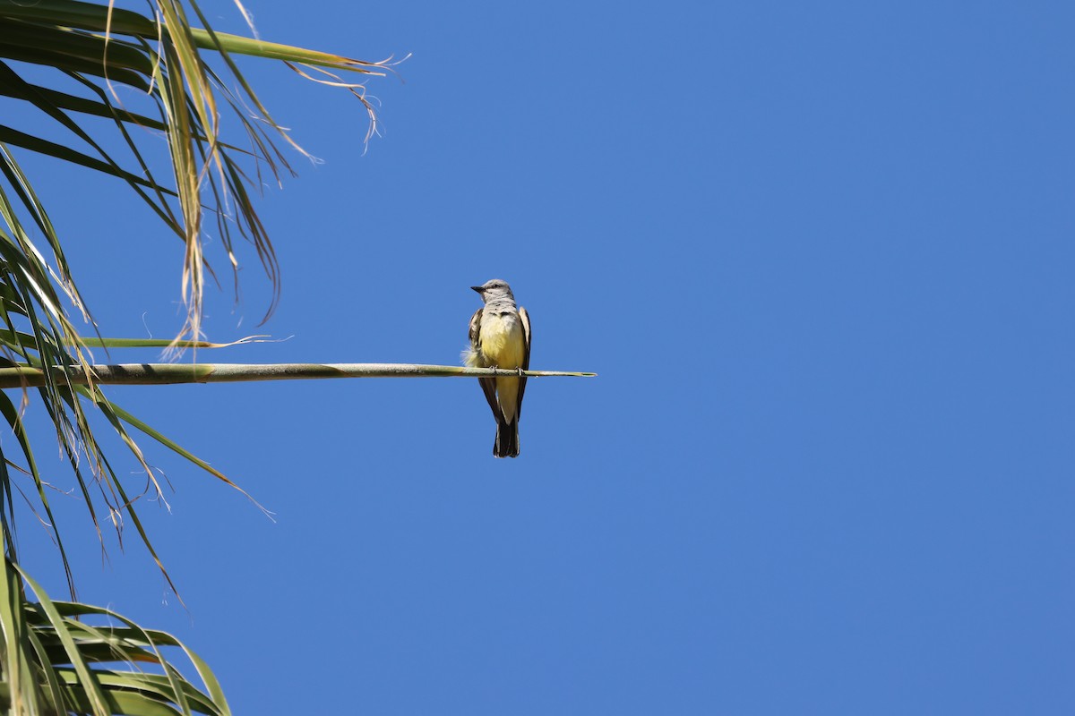 Western Kingbird - ML619200850