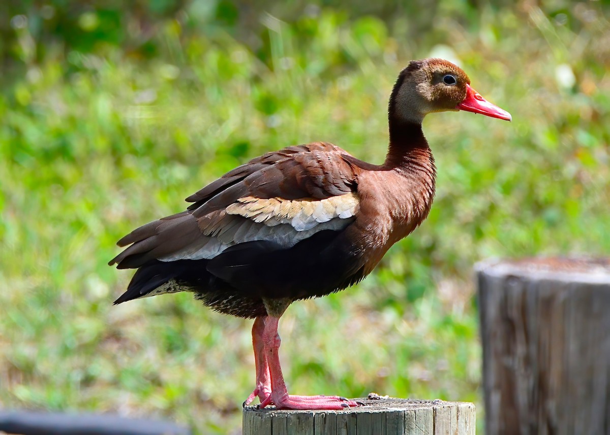 Black-bellied Whistling-Duck - Connor Gardner