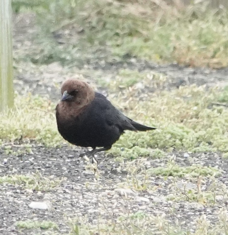 Brown-headed Cowbird - ML619200878