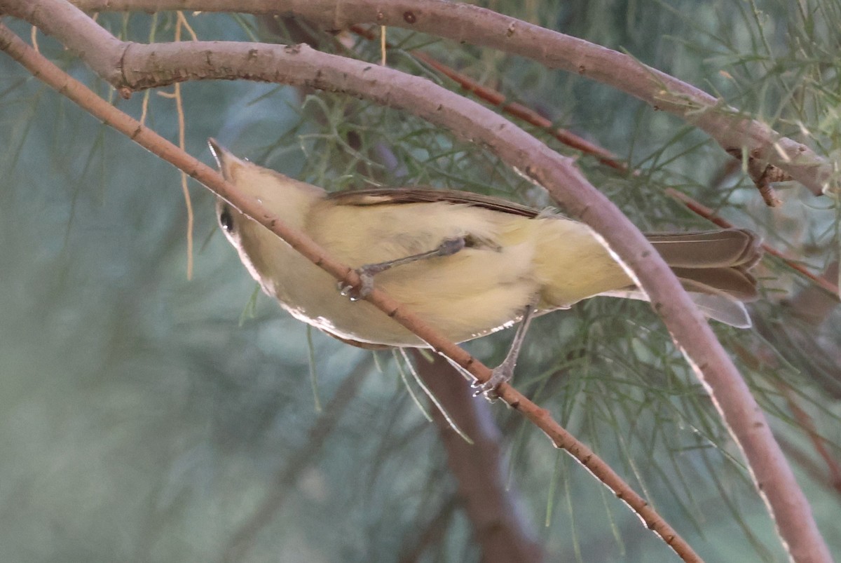 Vireo Gorjeador - ML619200879