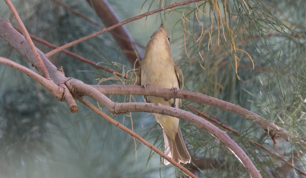 Warbling Vireo - ML619200881