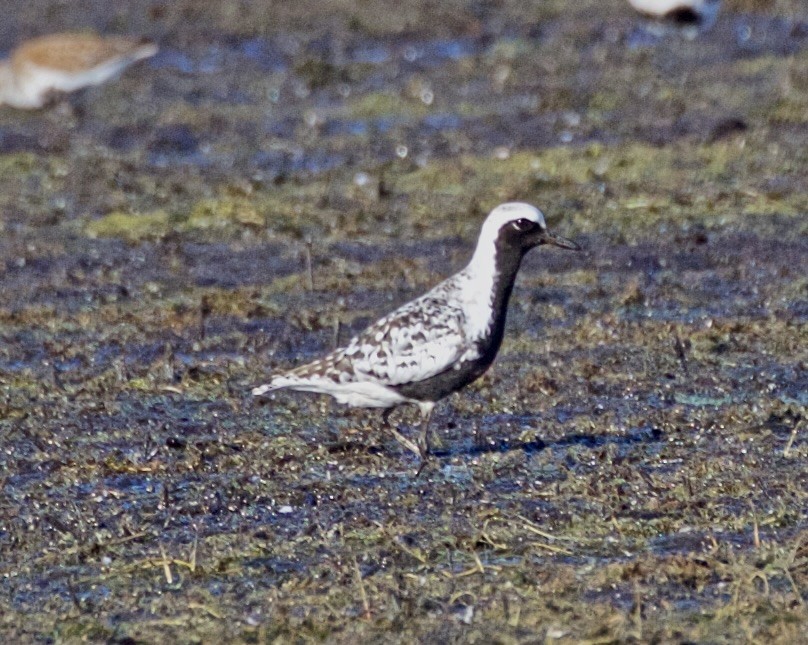 Black-bellied Plover - Jack & Holly Bartholmai