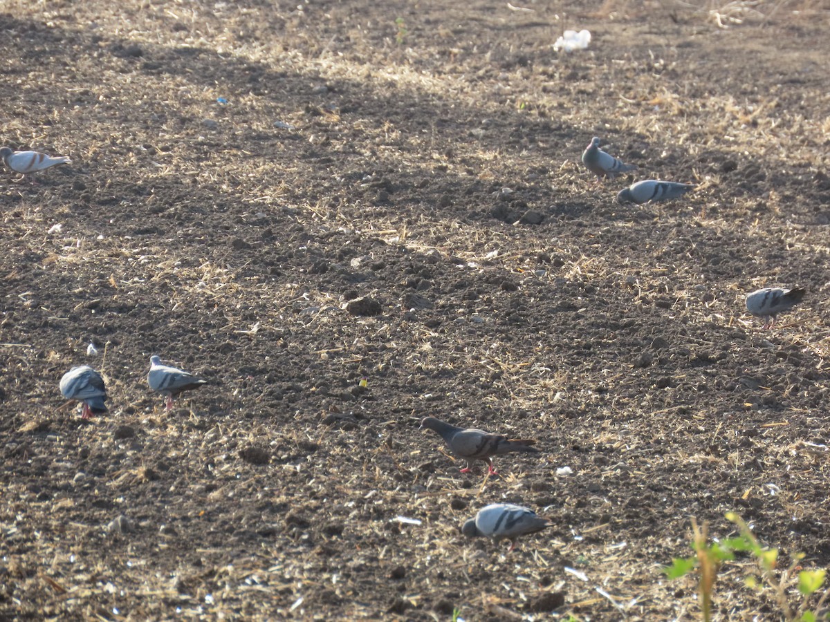 Rock Pigeon (Feral Pigeon) - Shilpa Gadgil