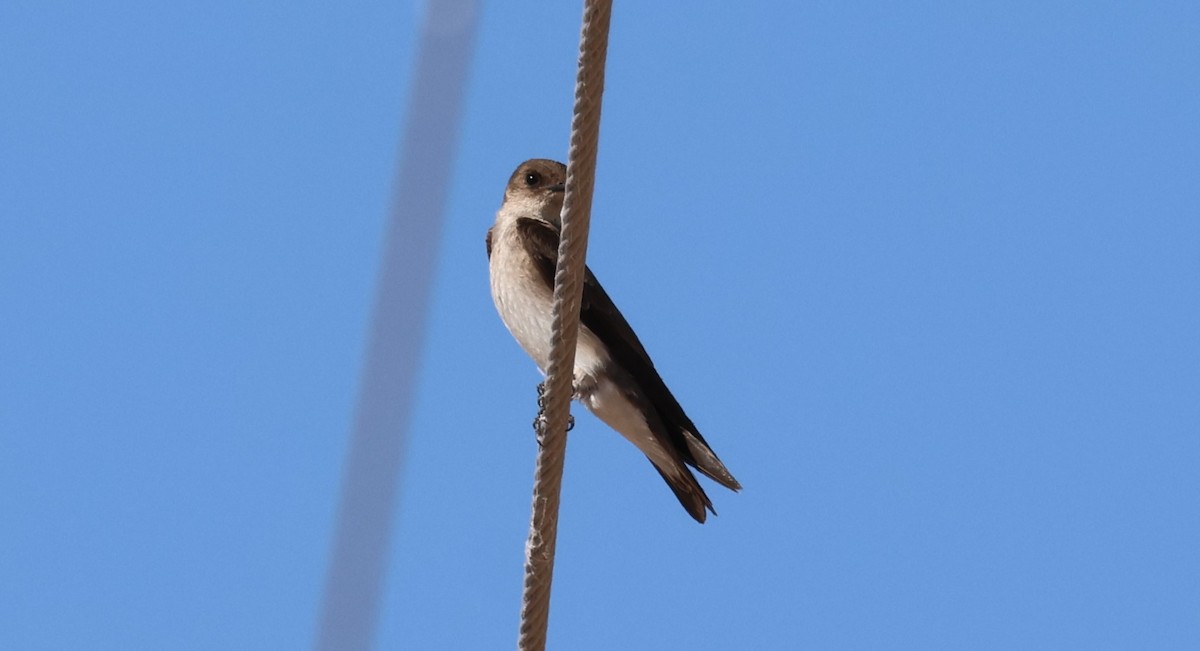 Golondrina Aserrada - ML619200933