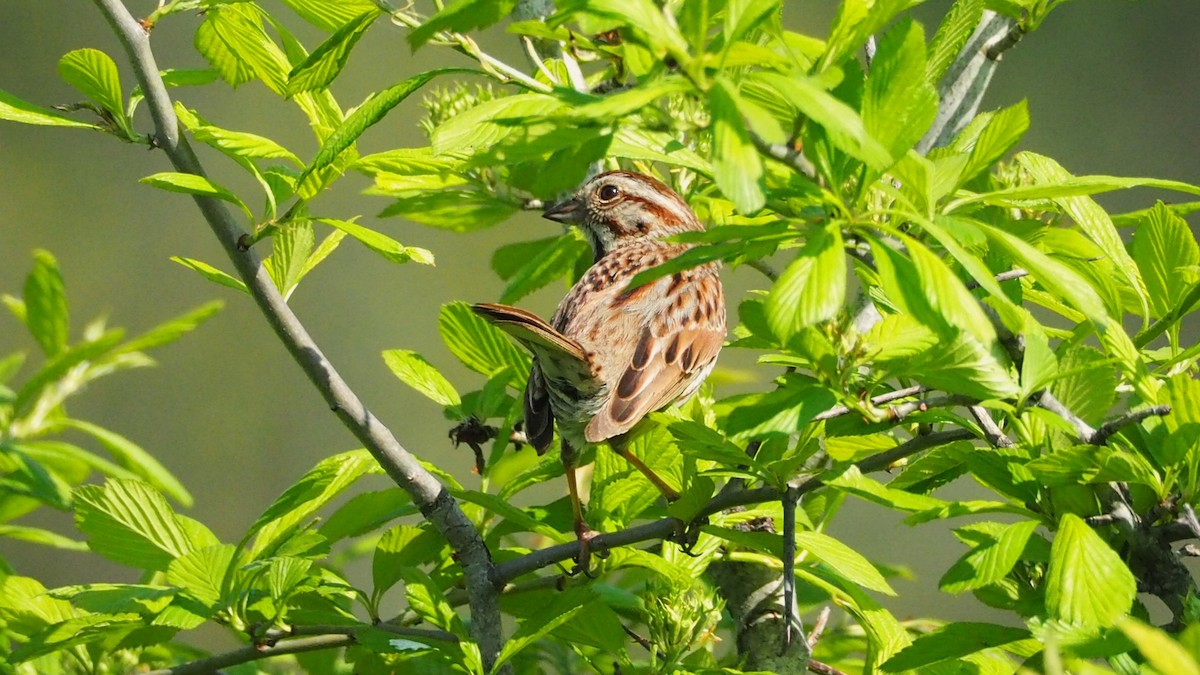 Song Sparrow - Ken MacDonald