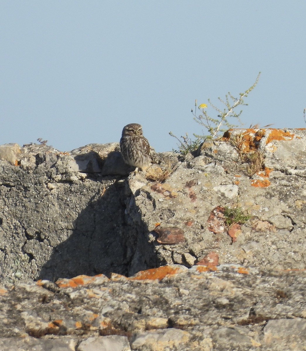 Mochuelo Europeo - ML619200943