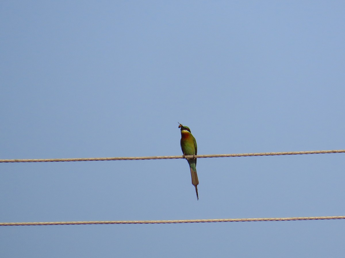 Blue-tailed Bee-eater - ML619200945
