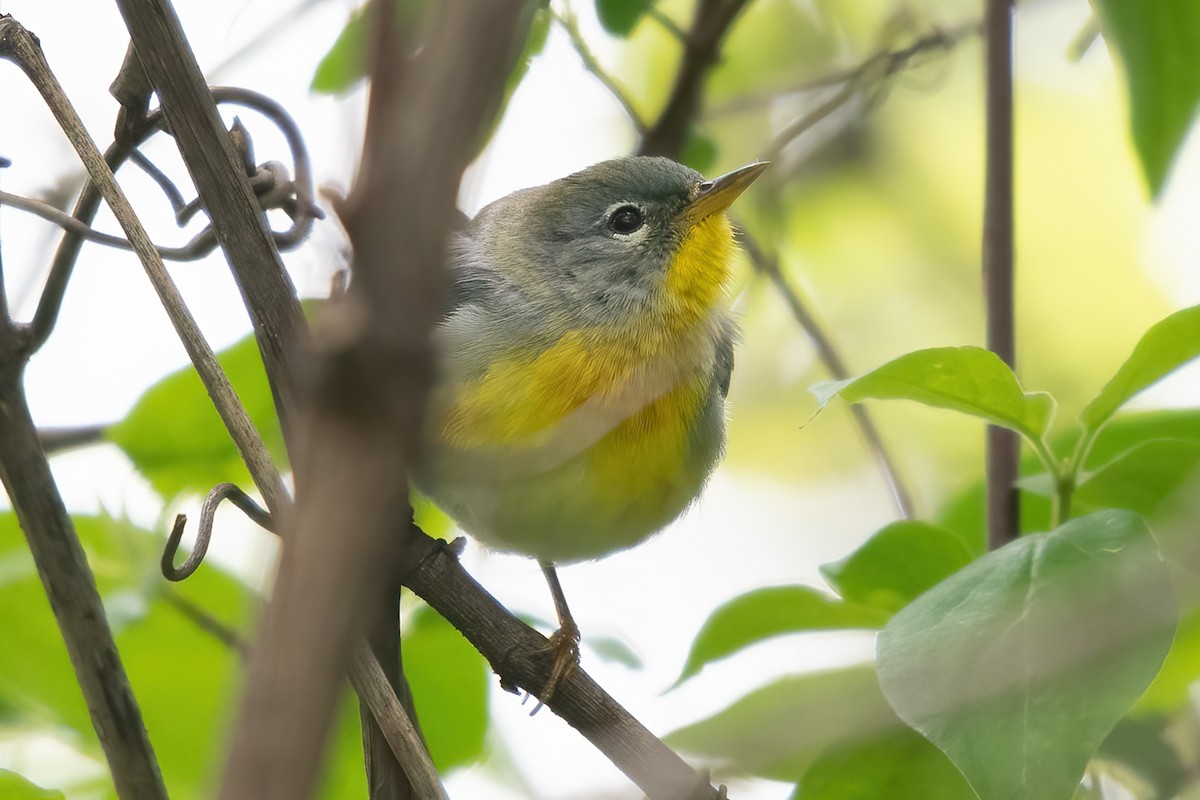 Northern Parula - Allen Chartier