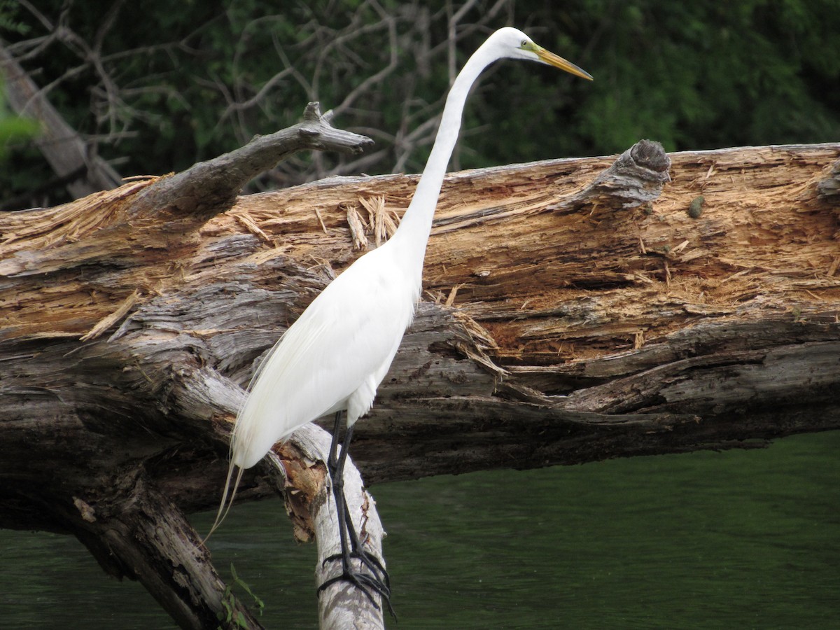 Great Egret - ML619200965