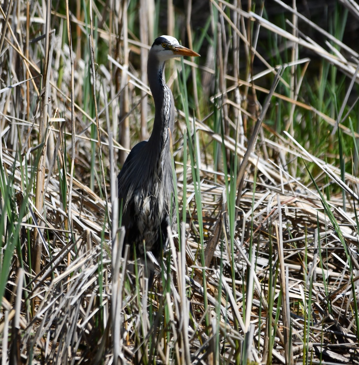 Great Blue Heron - Monique Maynard