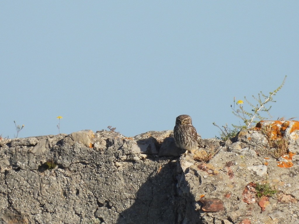 Little Owl - ML619200974