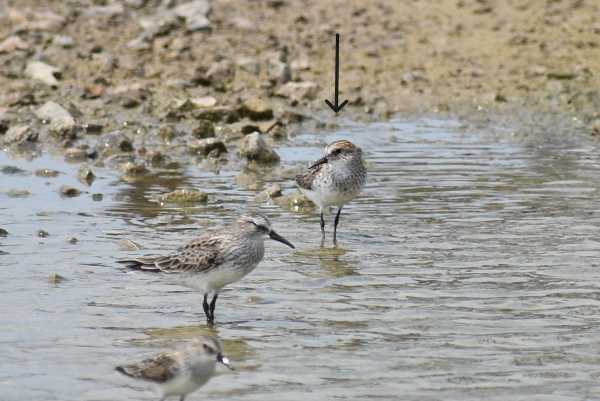 Semipalmated Sandpiper - Claire H