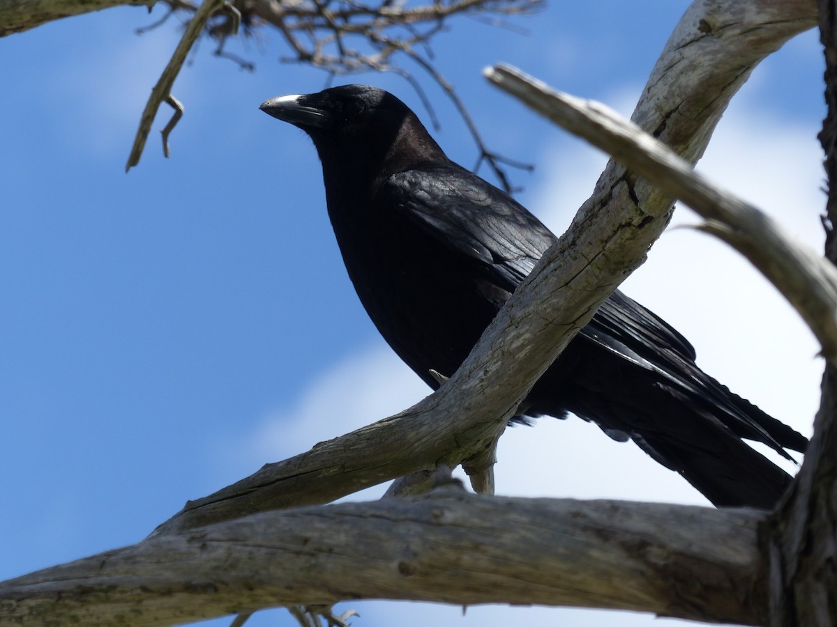 American Crow - ML619201011