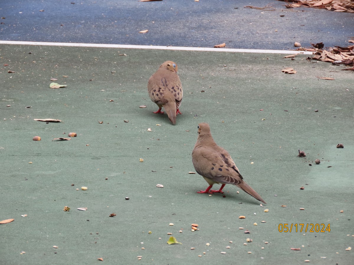 Mourning Dove - Susan Leake