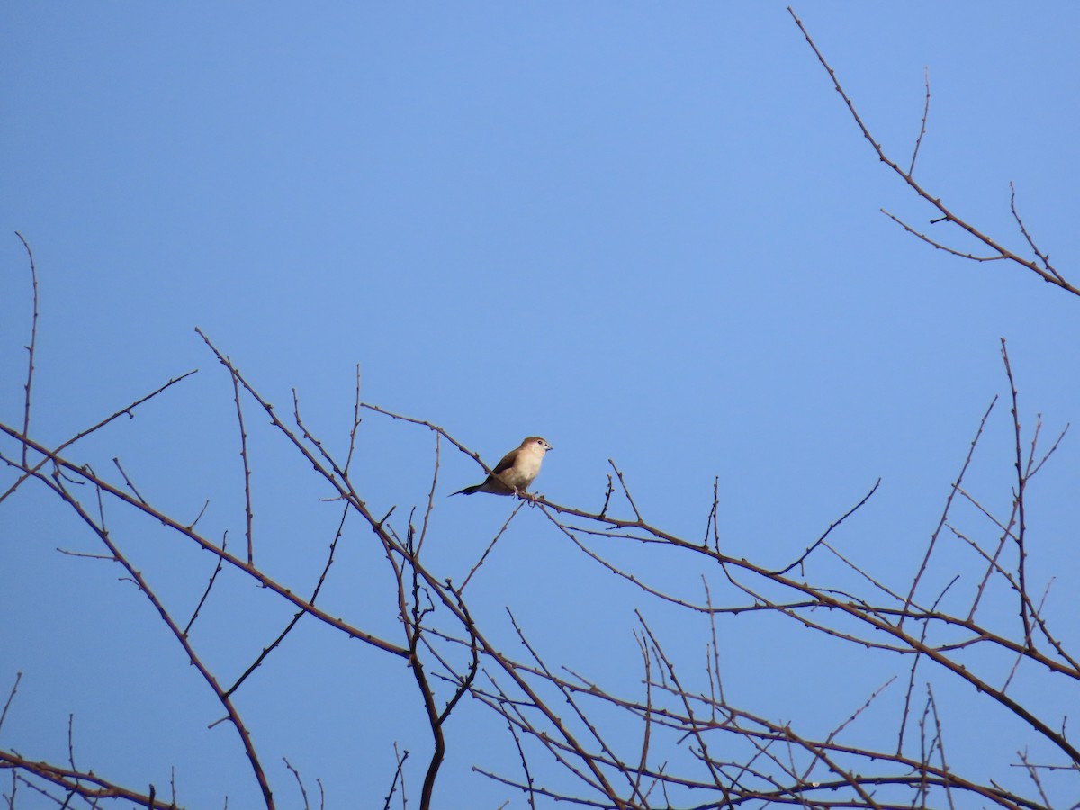 Indian Silverbill - ML619201025