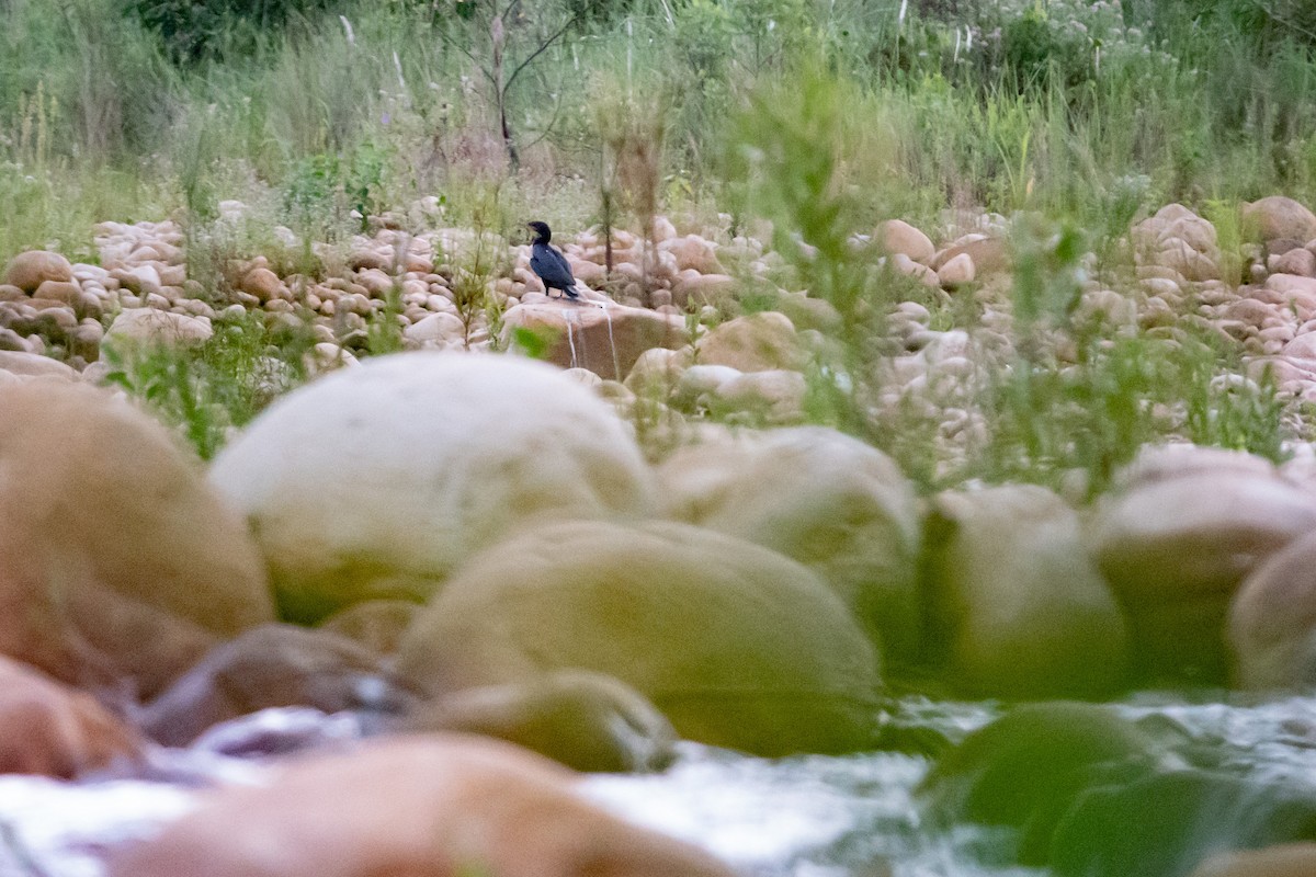 Neotropic Cormorant - ML619201048