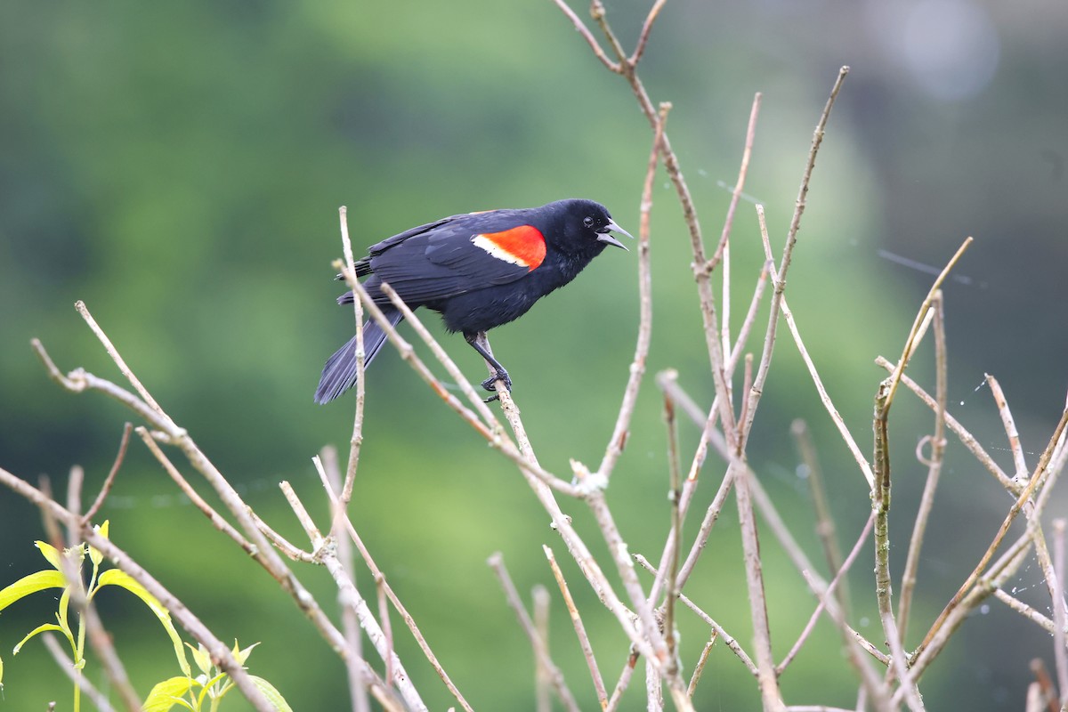 Red-winged Blackbird - David Mayle