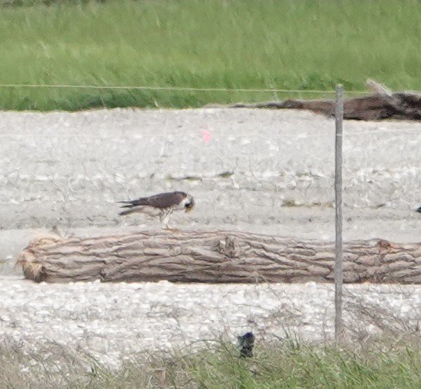 Peregrine Falcon - Steve Mayo