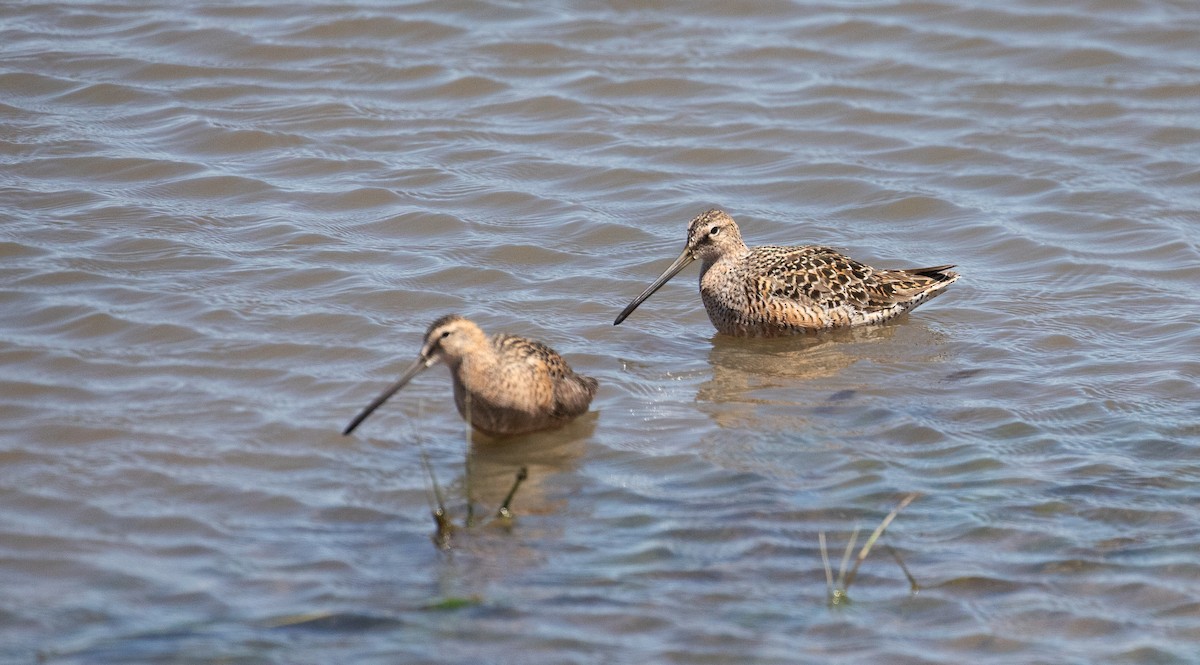 Long-billed Dowitcher - Chuck Gates