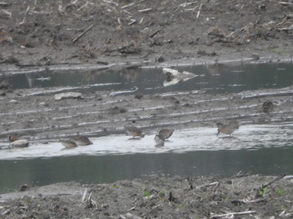 Short-billed Dowitcher - ML619201092