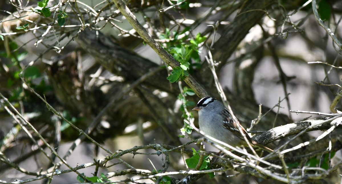 White-crowned Sparrow - Monique Maynard