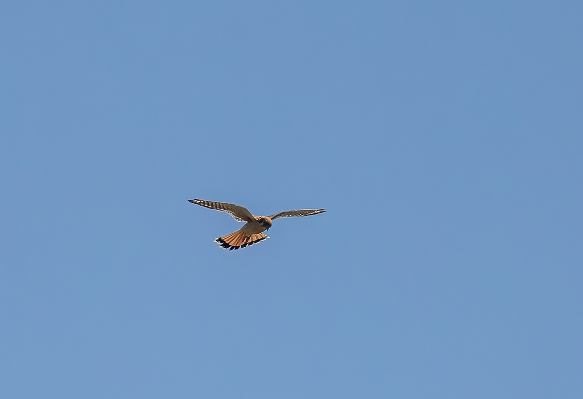 American Kestrel - Chuck Gates