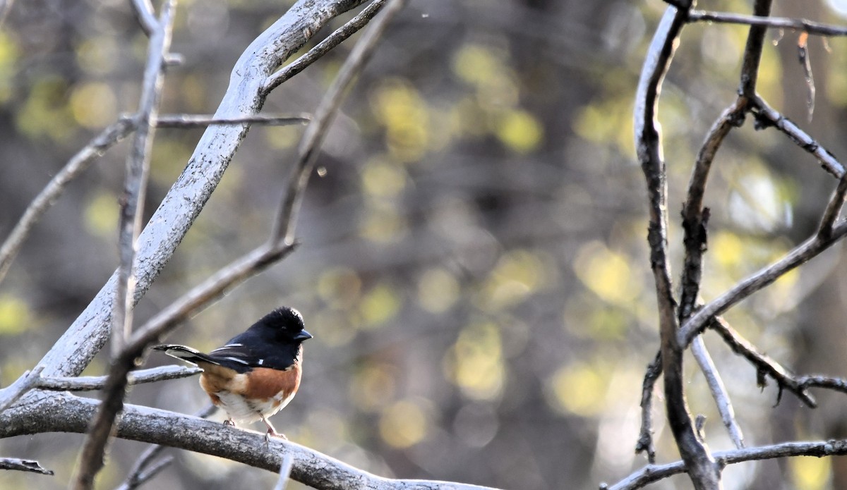 Eastern Towhee - Monique Maynard