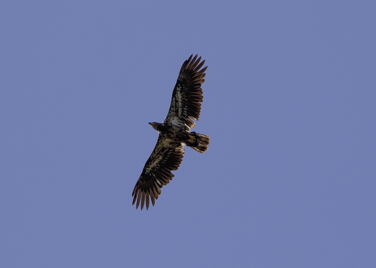 Bald Eagle - ML619201130