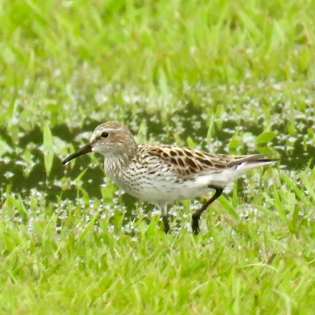 White-rumped Sandpiper - Van Remsen