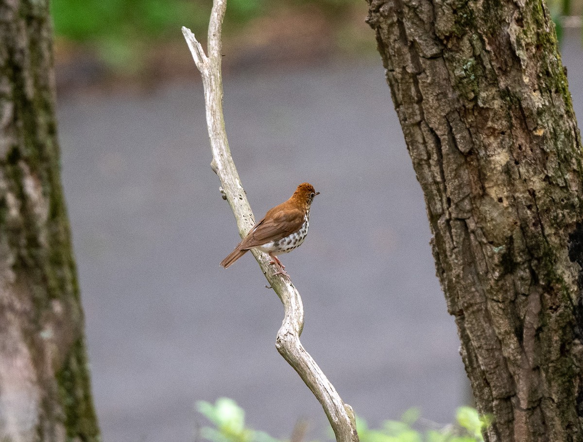 Wood Thrush - Bob Schmidt