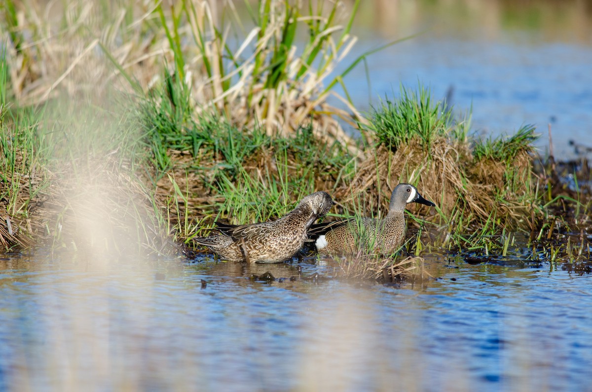 Blue-winged Teal - ML619201148