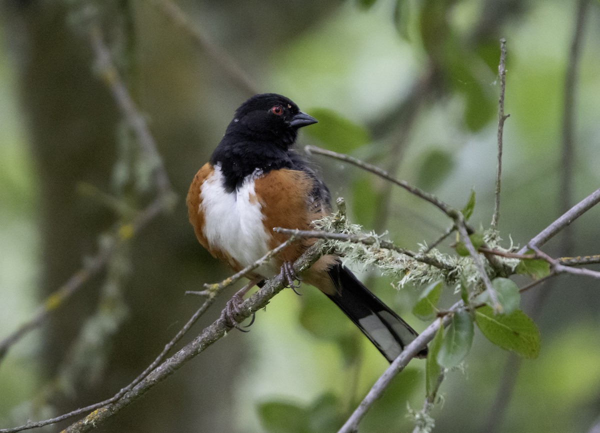 Spotted Towhee - ML619201149